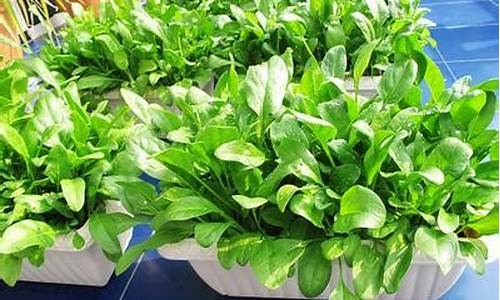 线上国际菠菜：菠菜信息技术(深圳菠菜信息