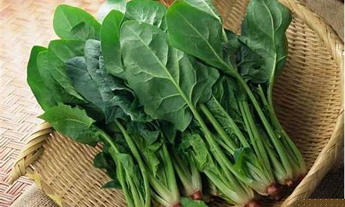 lol菠菜吧：菠菜大全(菠菜菜谱大全家常