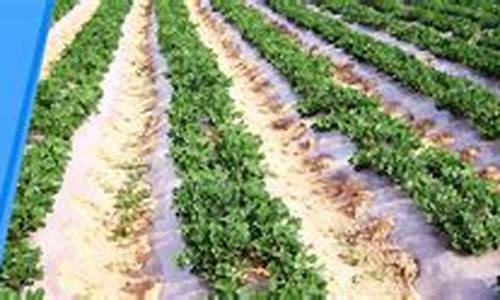 2024最新菠菜网：专业菠菜导航官方网站