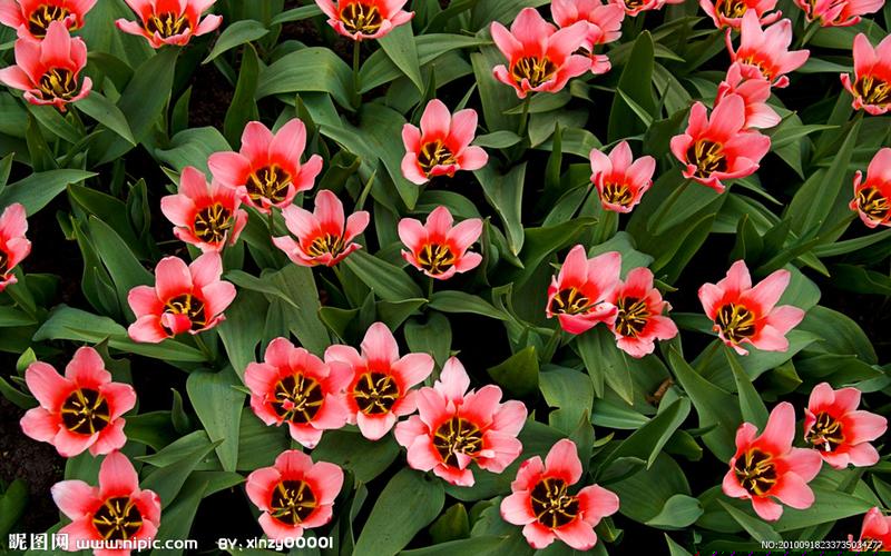 菠菜大平台(菠菜大平台审核一个月会给提现吗) (3