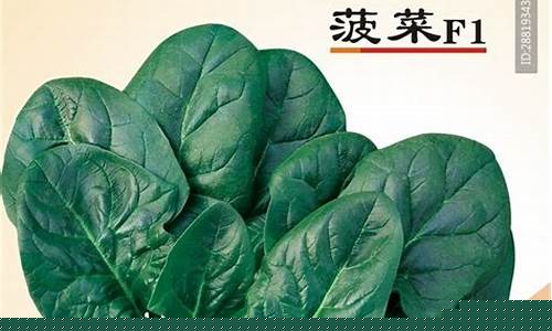 菠菜公司广告(波菜广告) (2)