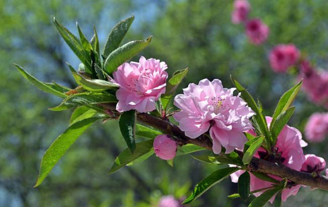 菠菜注册游戏：菠菜发布网论坛(菠菜发布平